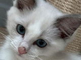 Trois chatons Ragdolls LOOF disponibles à la vente