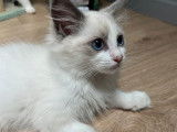 Trois chatons Ragdolls LOOF disponibles à la vente