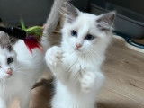 Trois chatons Ragdolls LOOF disponibles à la vente