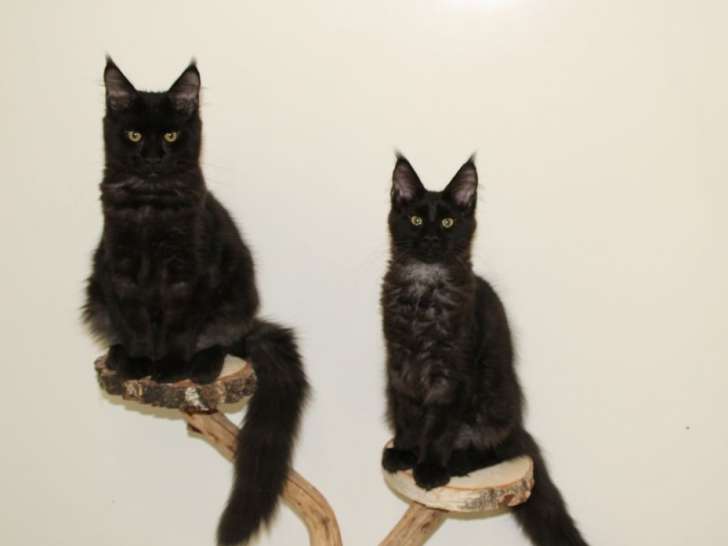 Deux chatons Maine Coons mâles black smoke LOOF disponibles à l'achat