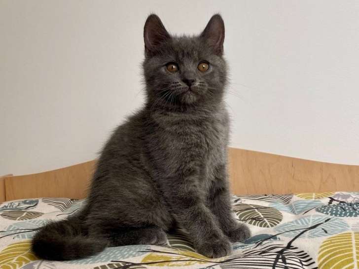 Chaton mâle Chartreux LOOF bleu à vendre