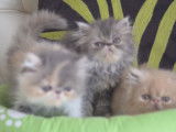4 chatons Persans LOOF à réserver