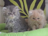 4 chatons Persans LOOF à réserver
