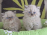 4 chatons Persans LOOF à réserver