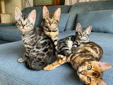 Chatons de race Bengal à vendre 1  femelle