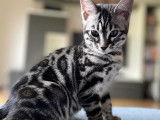 Chatons de race Bengal à vendre 1  femelle
