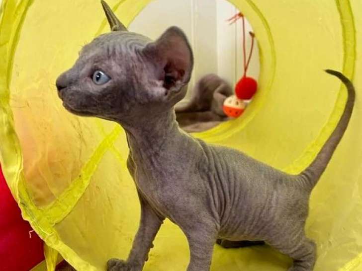 6 chatons Sphynx disponibles à la réservation (LOOF) Petite Annonce