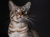 Mâle Bengal LOOF disponible pour saillie