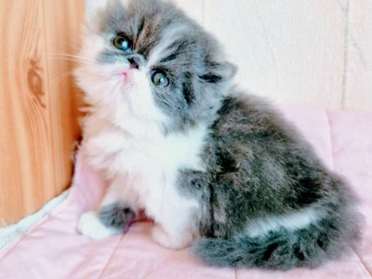 Chatons de race Persan à vendre (1femelle 2males)