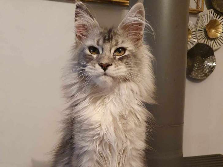 Chatons Maine Coon LOOF à vendre
