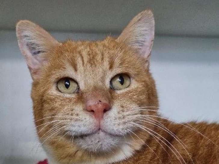 Chat de 14 ans à adopter