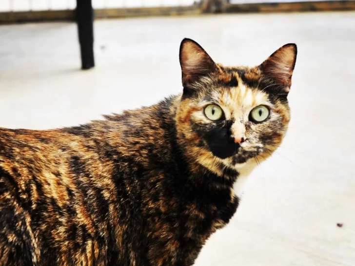 Chatte de 5 ans à donner
