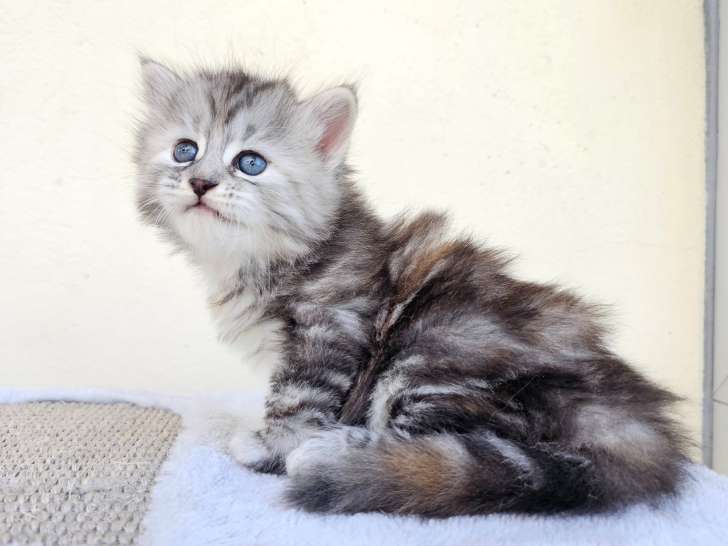 Una Femelle Black silver tortie blotched tabby
