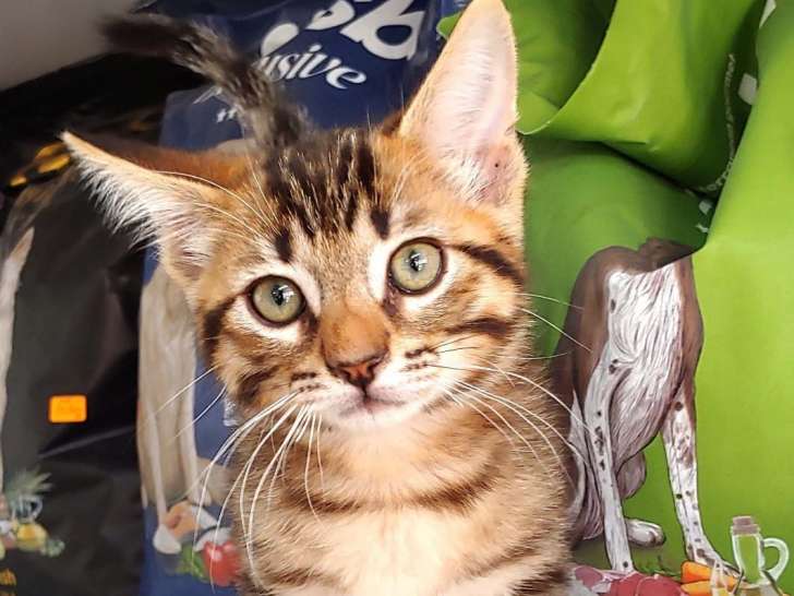 Chaton mâle à adopter