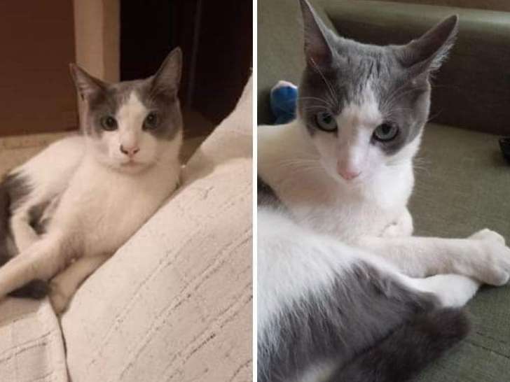 Chat gris et blanc à adopter