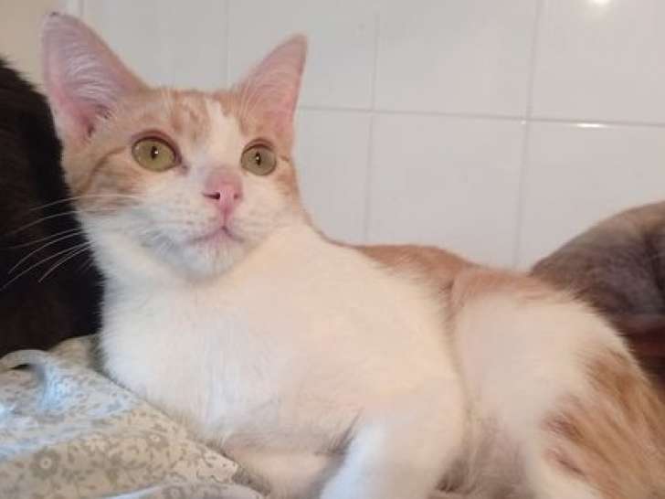 Chaton roux et blanc à donner