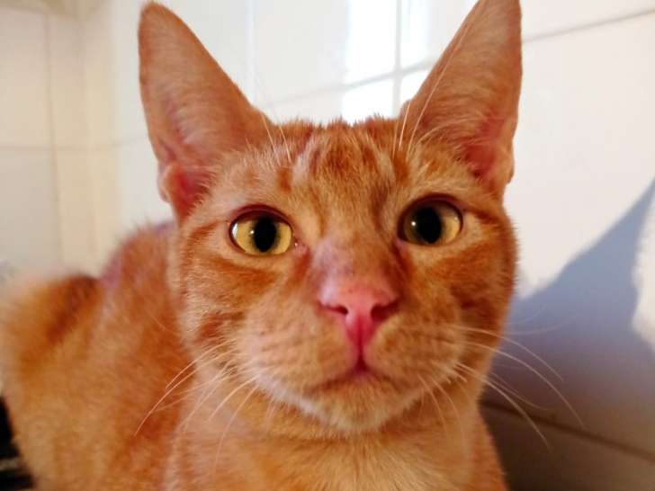 Chaton roux à adopter