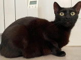 Chat noir &agrave; adopter
