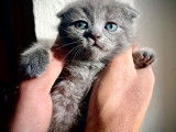 Bastet - Scottish Fold Oreilles couchées - robe bleue - femelle