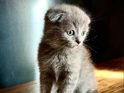 Bastet - Scottish Fold Oreilles couchées - robe bleue - femelle