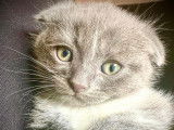 HORUS // Scottish Straight Oreilles couchées - robe bleue et blanche - mâle