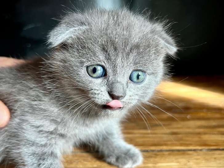 Bastet - Scottish Fold Oreilles couchées - robe bleue - femelle