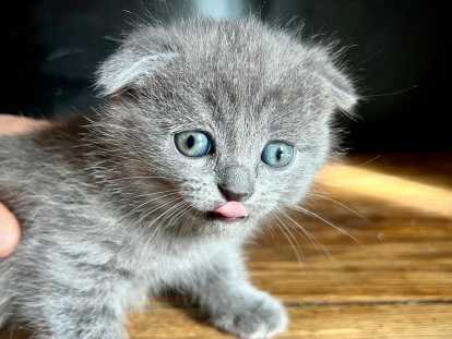 Bastet - Scottish Fold Oreilles couchées - robe bleue - femelle