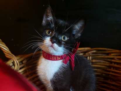 PITCH -Scottish Straight Oreilles droites - robe bicolore (noire et blanche) - mâle