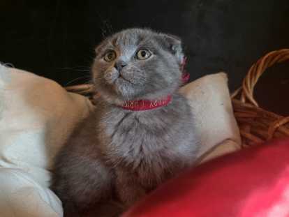Bastet - Scottish Fold Oreilles couchées - robe bleue - femelle