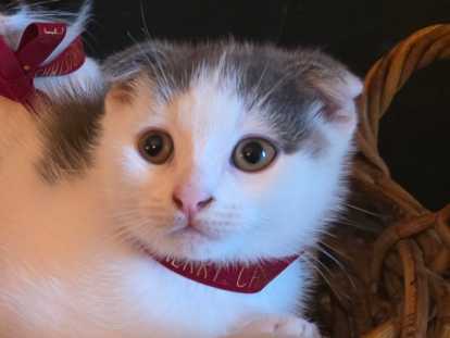 MOCHI - Scottish Straight Oreilles couchées - robe bleue et blanche - mâle