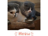 Petits chatons Scottish Fold joueurs et câlins à vendre