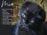 Petits chatons Scottish Fold joueurs et câlins à vendre