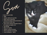 Petits chatons Scottish Fold joueurs et câlins à vendre