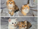 5 chatons Scottish Straight et British LOOF à réserver