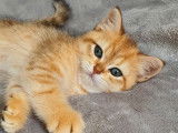 5 chatons Scottish Straight et British LOOF à réserver
