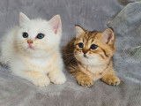 5 chatons Scottish Straight et British LOOF à réserver