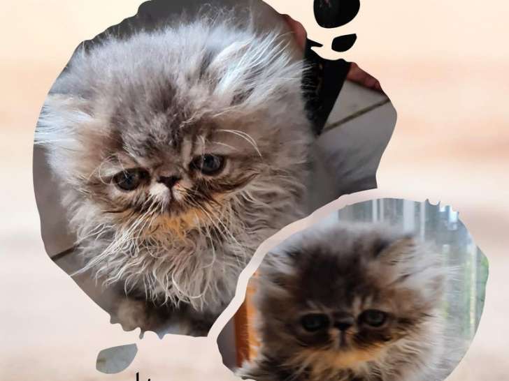 2 chatons Persans LOOF disponible à la vente