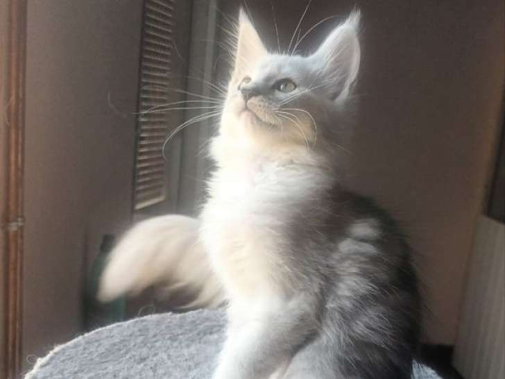 2 chatons Maine Coons shaded LOOF disponible