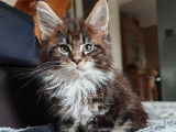 À réserver 3 chatons Maine Coons LOOF