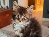 À réserver 3 chatons Maine Coons LOOF