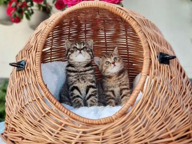 À réserver 2 chatons Scottish Straight LOOF