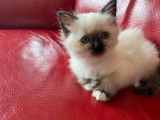 Chatonne Sacr&eacute;e de Birmanie seal point LOOF disponible