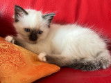 Chatonne Sacr&eacute;e de Birmanie seal point LOOF disponible