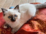 Chatonne Sacr&eacute;e de Birmanie seal point LOOF disponible