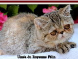 Chatonne Exotic Shorthair LOOF brown tortie tabby disponible