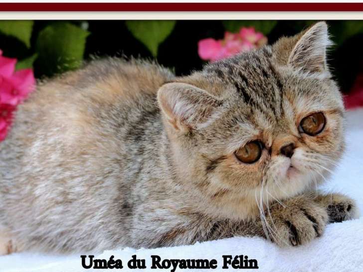 Chatonne Exotic Shorthair LOOF brown tortie tabby disponible