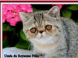 Chatonne Exotic Shorthair LOOF brown tortie tabby disponible