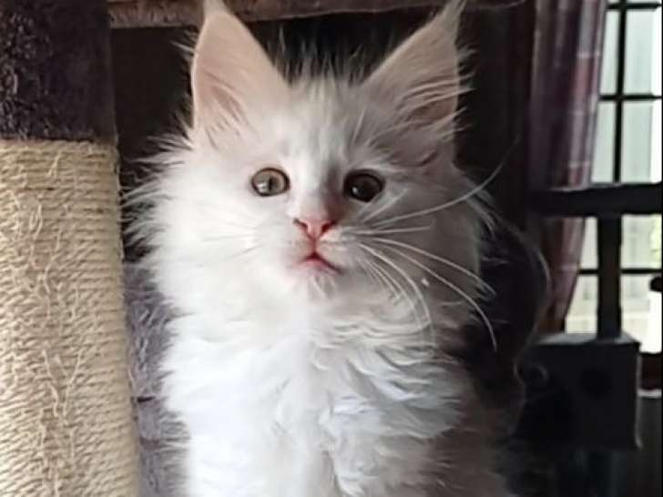 2 chatonnes Maine Coons blanches LOOF disponibles