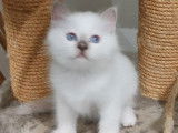 2 chatons mâles Sacrés de Birmanie LOOF disponibles