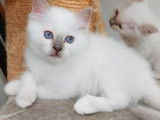 2 chatons mâles Sacrés de Birmanie LOOF disponibles